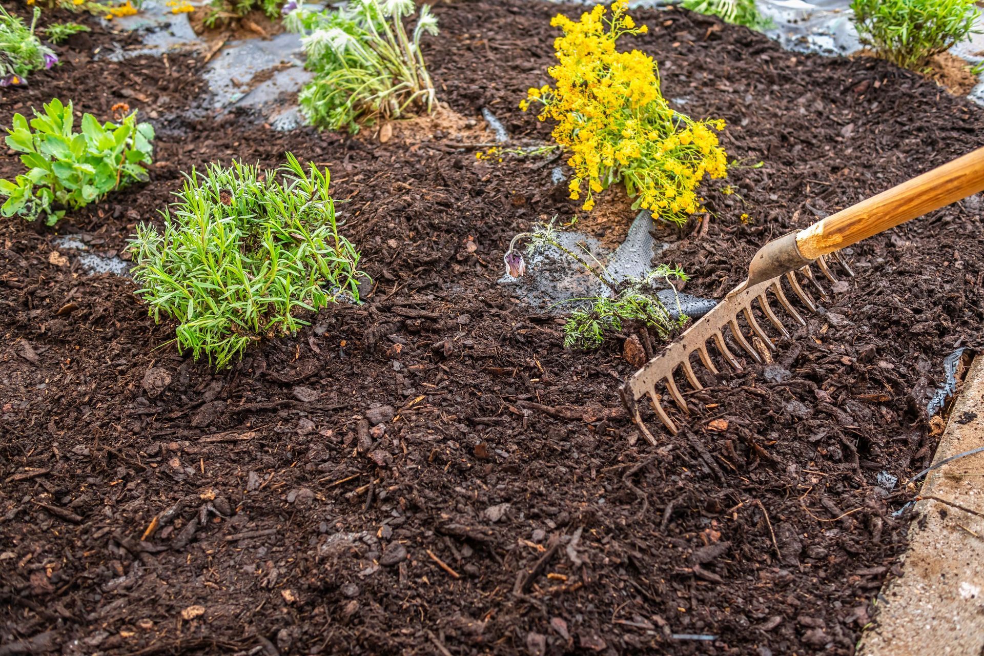 Person raking mulch around small garden plants and yellow flowers