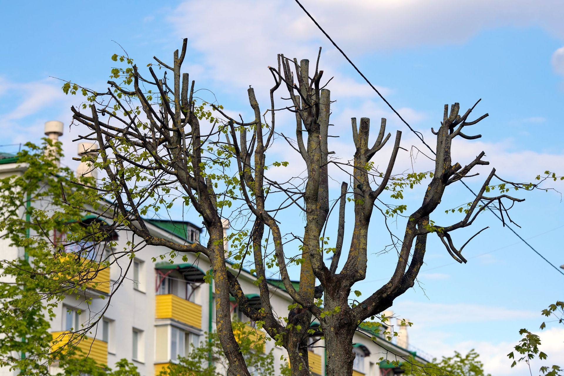 Pruned tree branches in front of a yellow apartment building under a blue sky