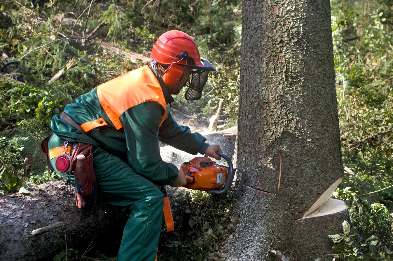 A man is cutting a tree with a chainsaw.