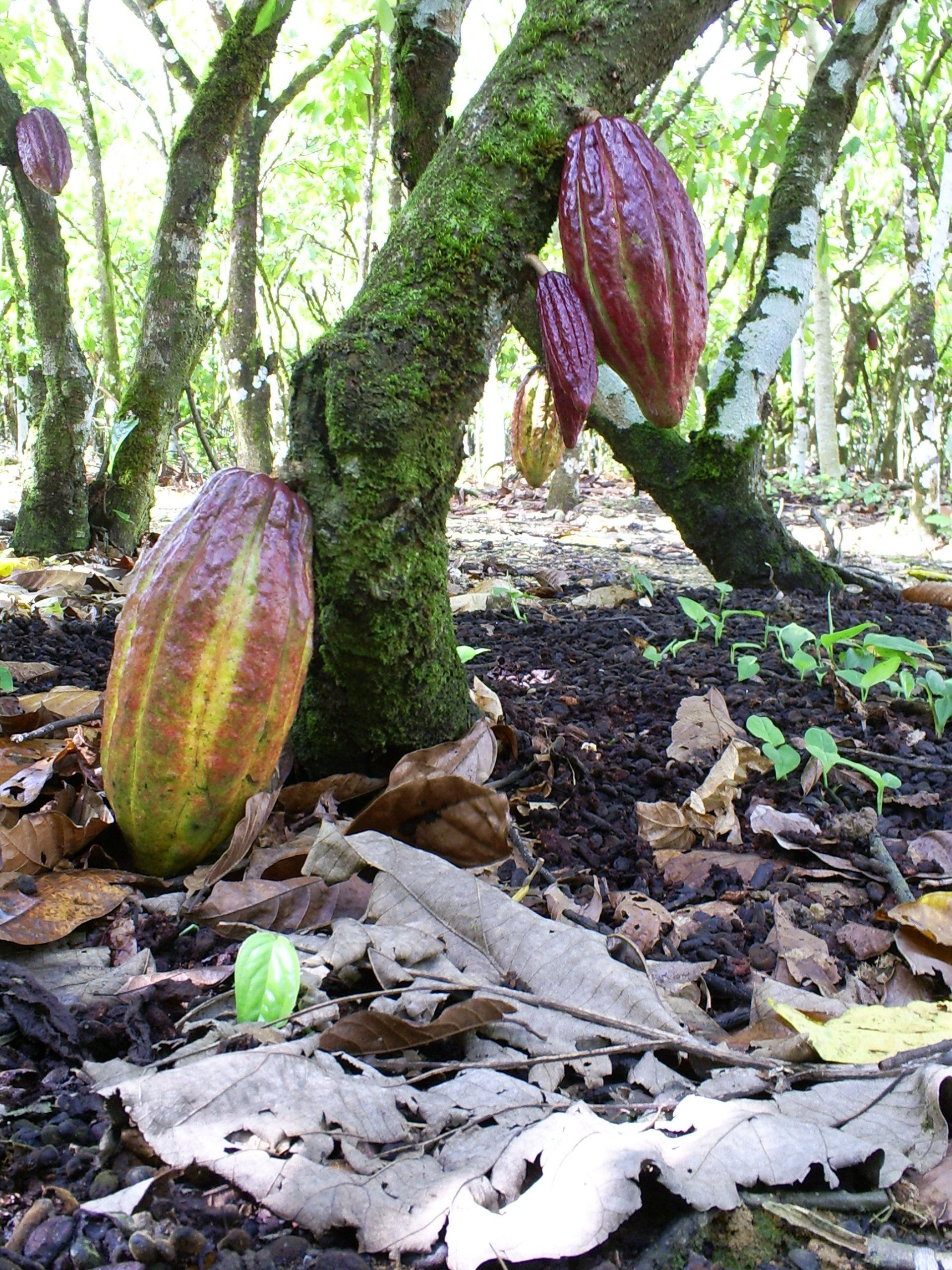 Cacaopeulen groeien op een boomstam in een bos. De peulen zijn rood en geel, te midden van bladeren en donkere aarde.