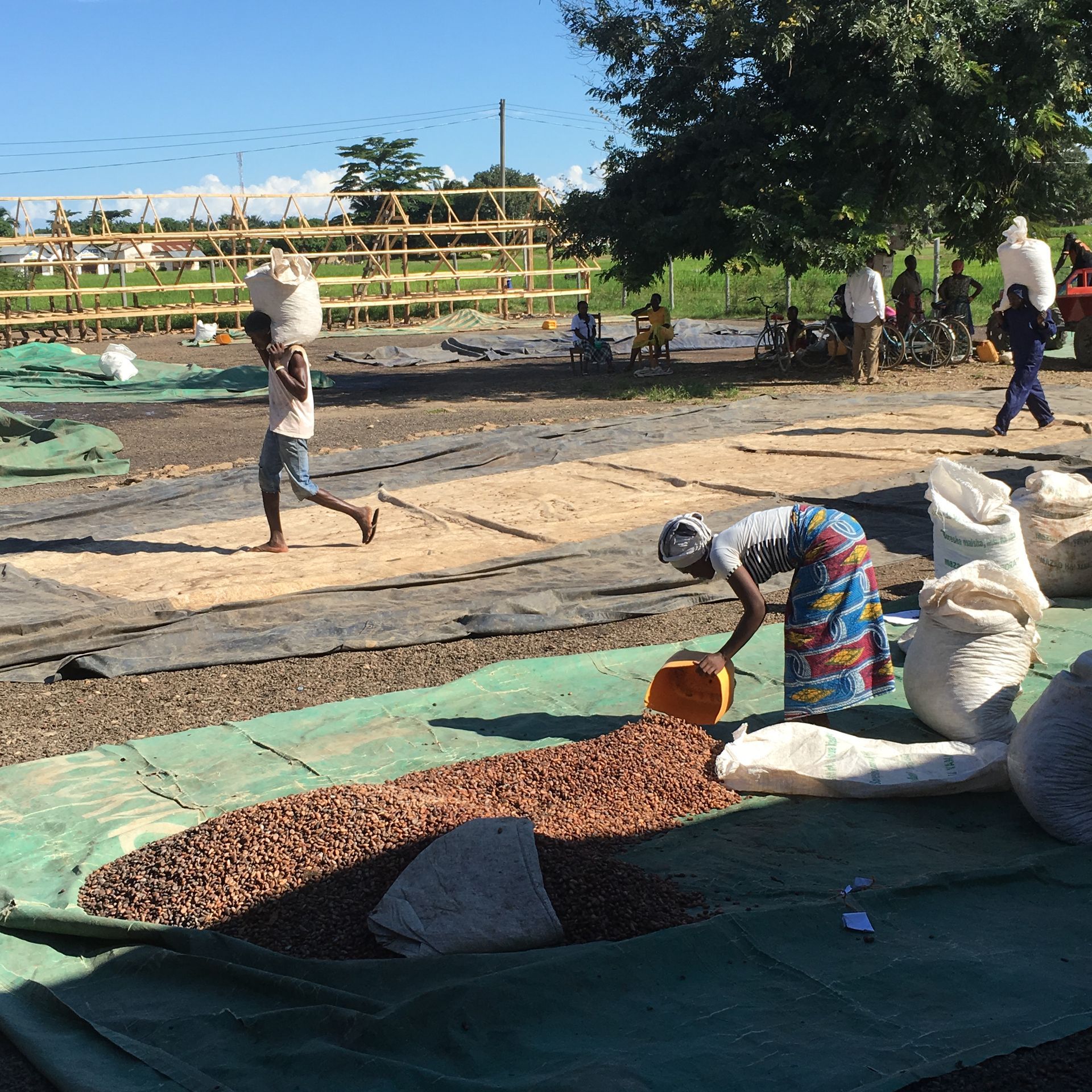 sorteren van cacoabonen in tanzania