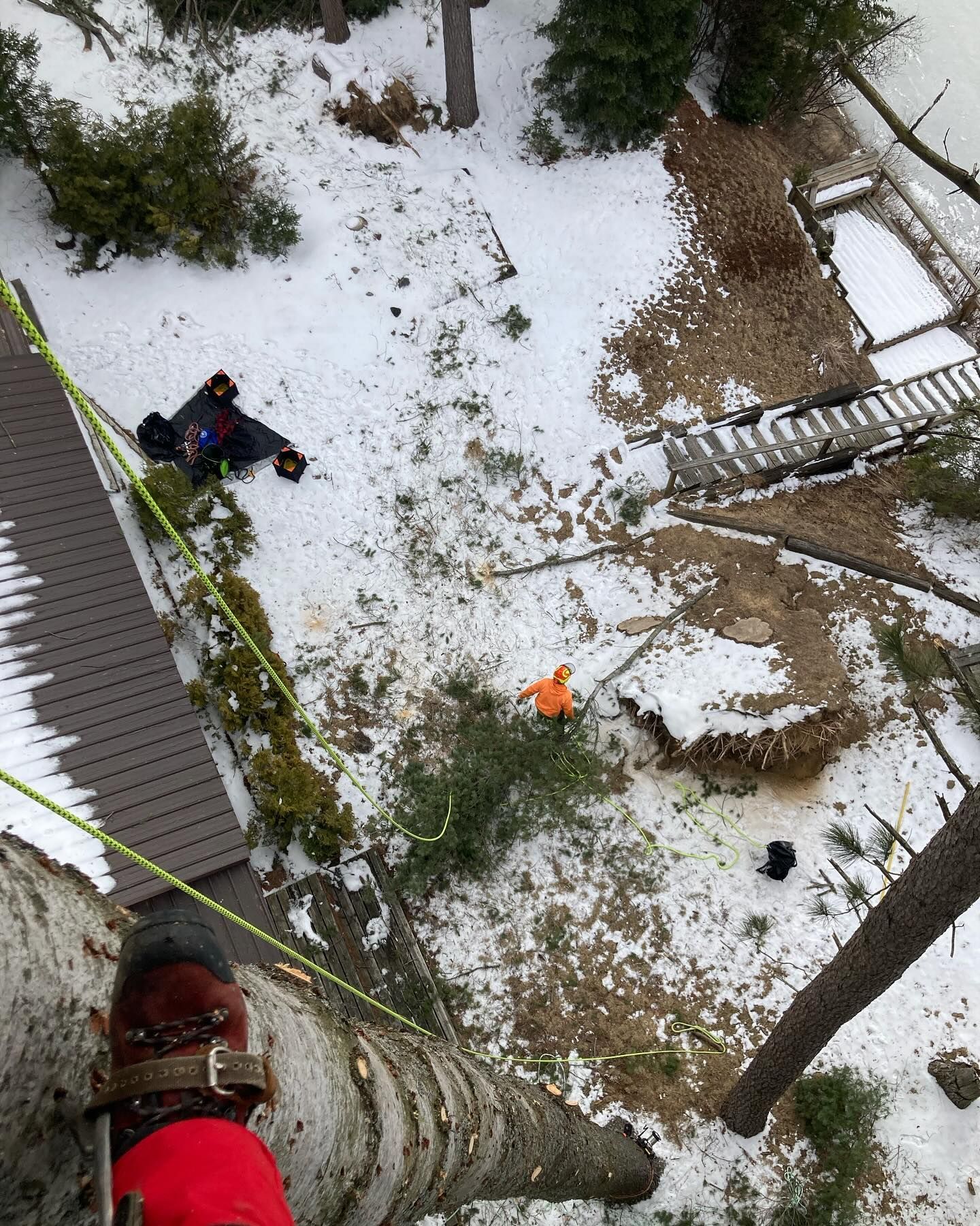 view below from top of tree 