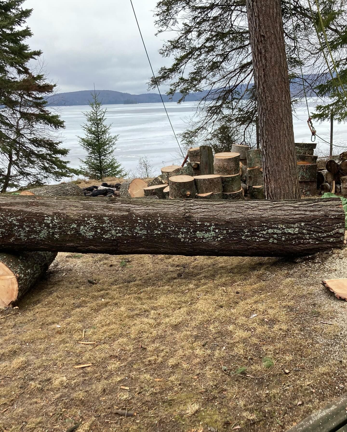 tree cut up laying on the ground in front of lake