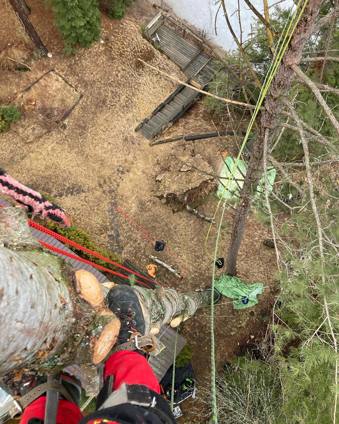 tree services being performed in Huntsville