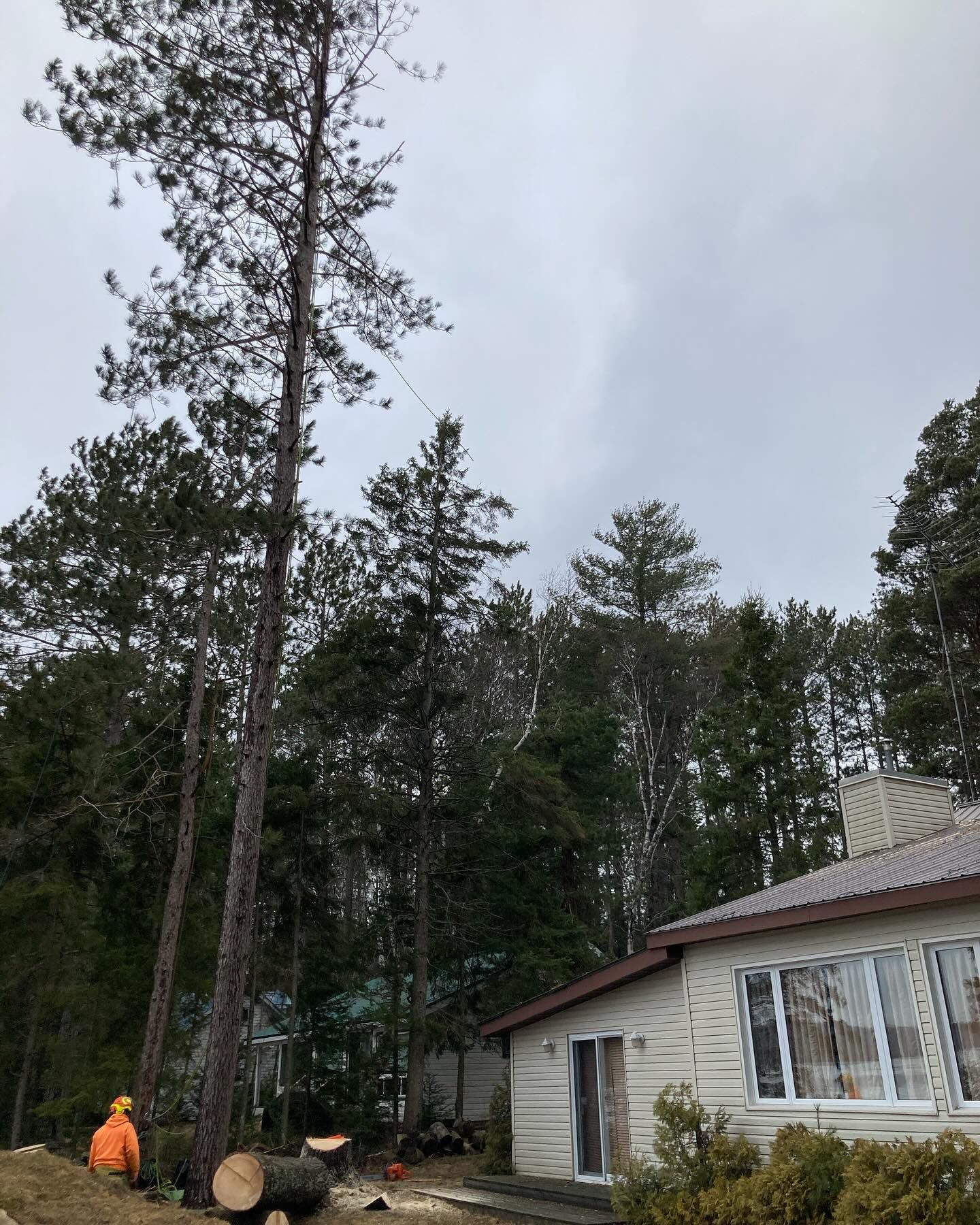 expert tree care services beside a white house 