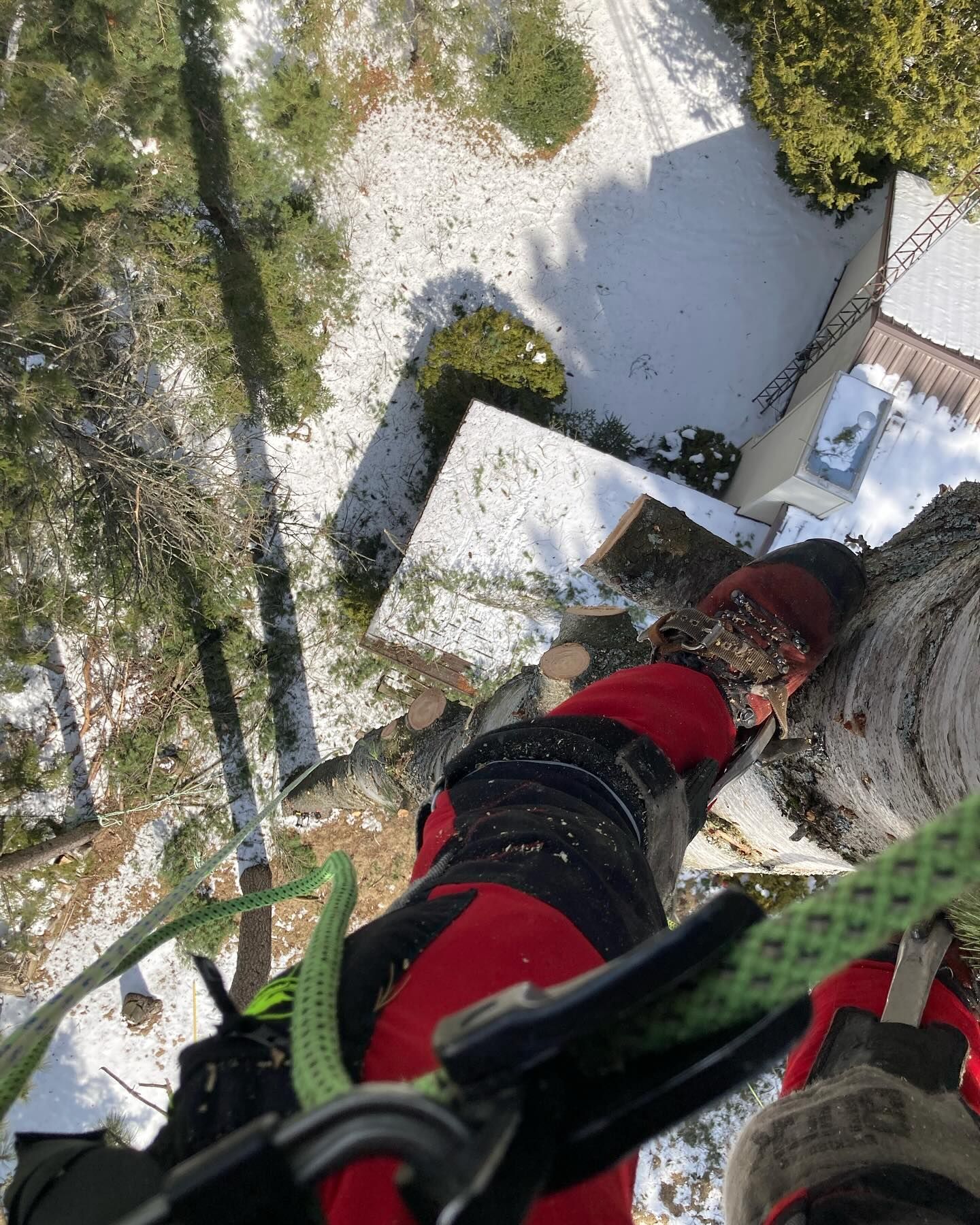 local arborist in Burk's Falls climbing a tree