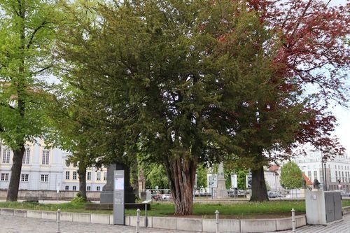 Eibe am Schloßplatz. Eibe am Schloßplatz.