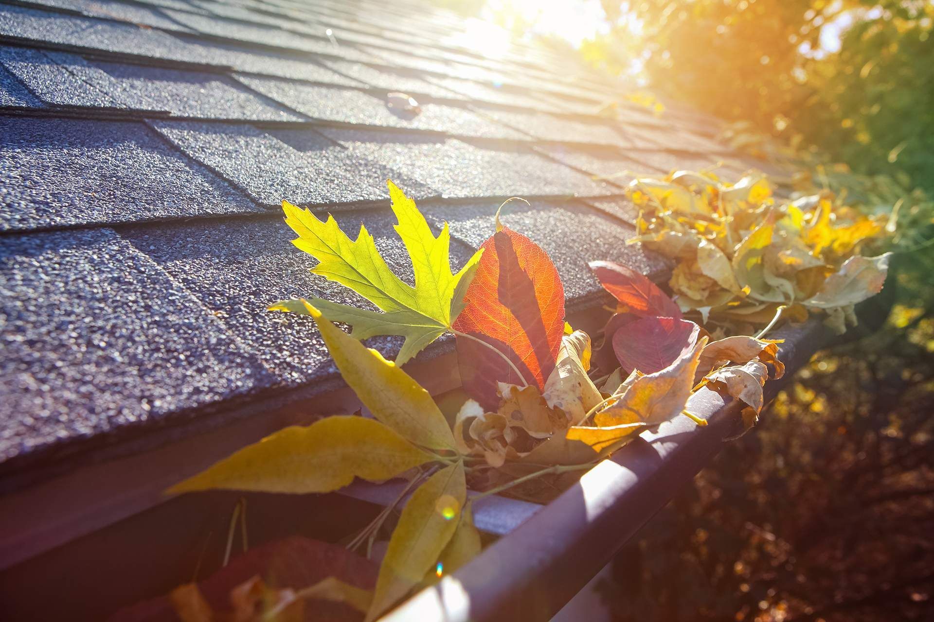 Sunlit green and red leaves growing beside a shingled roof