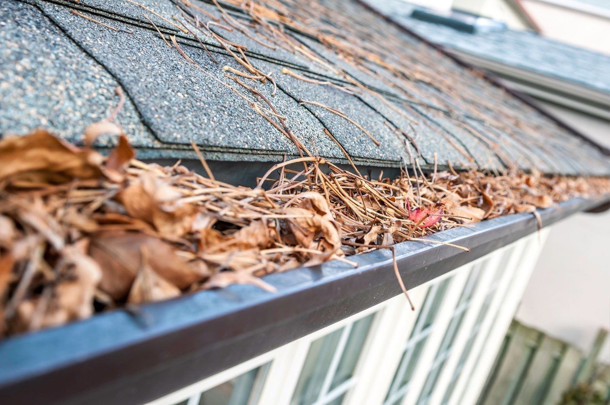 Gutter filled with dry leaves and vines along a house roofline