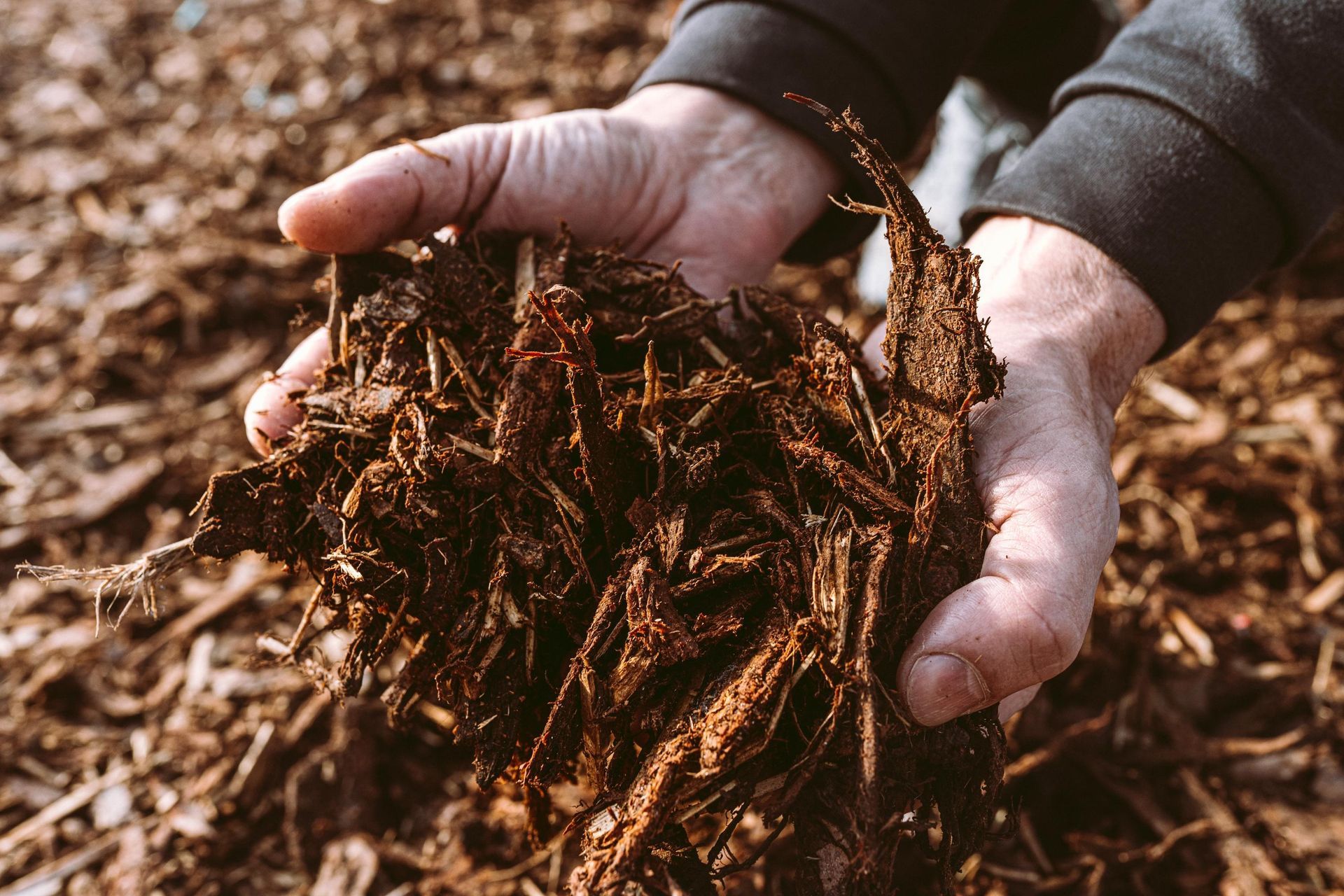 Hands holding a handful of mulch or compost over a soil-covered ground.