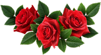 Three red roses with green leaves arranged in a horizontal bouquet on a white background
