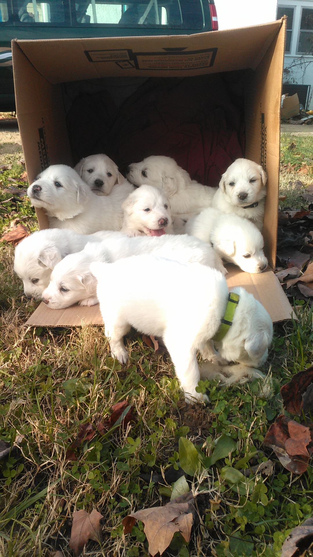 Several white puppies huddle inside a cardboard box outdoors in grass and leaves.