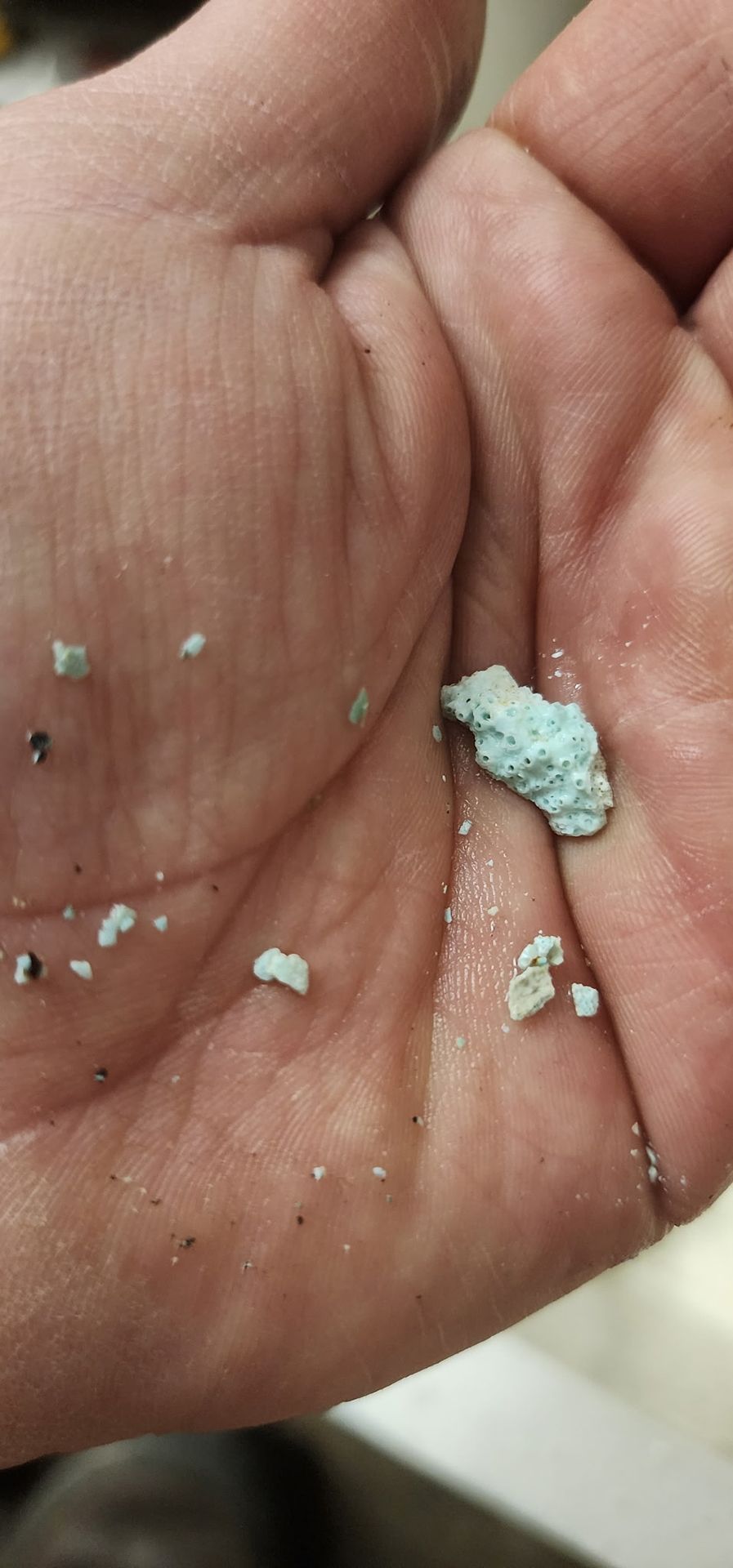 Close-up of a hand holding small pale green crumbling pieces on the palm.