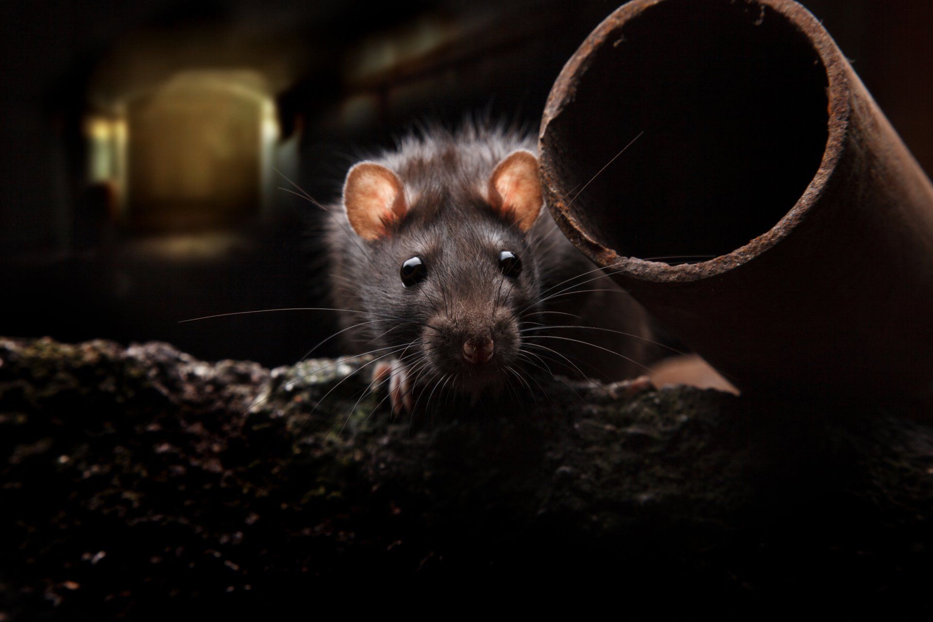 Un rat regarde par un trou dans un tuyau.
