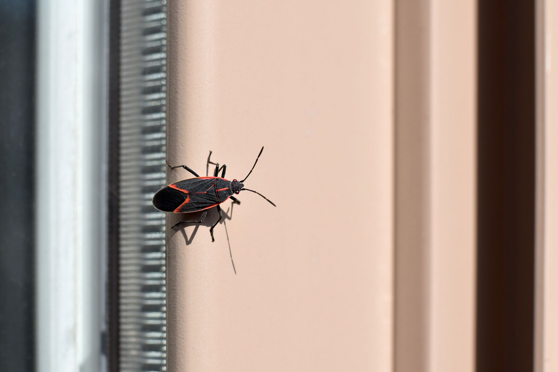 Insecte noir et rouge sur un cadre de fenêtre à côté d'un mur beige