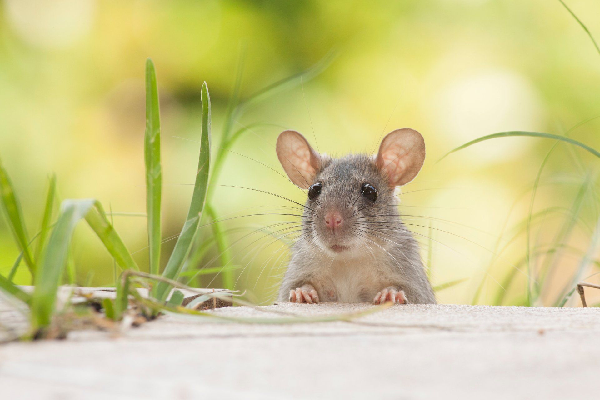 Une souris sort de l'herbe et regarde la caméra.