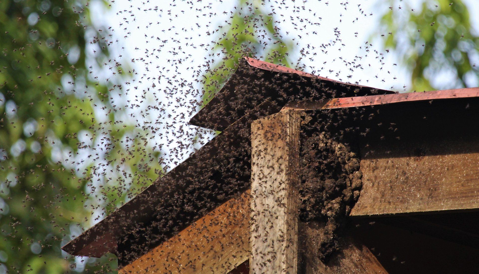Un grand troupeau d'abeilles est rassemblé sur le toit d'un bâtiment.