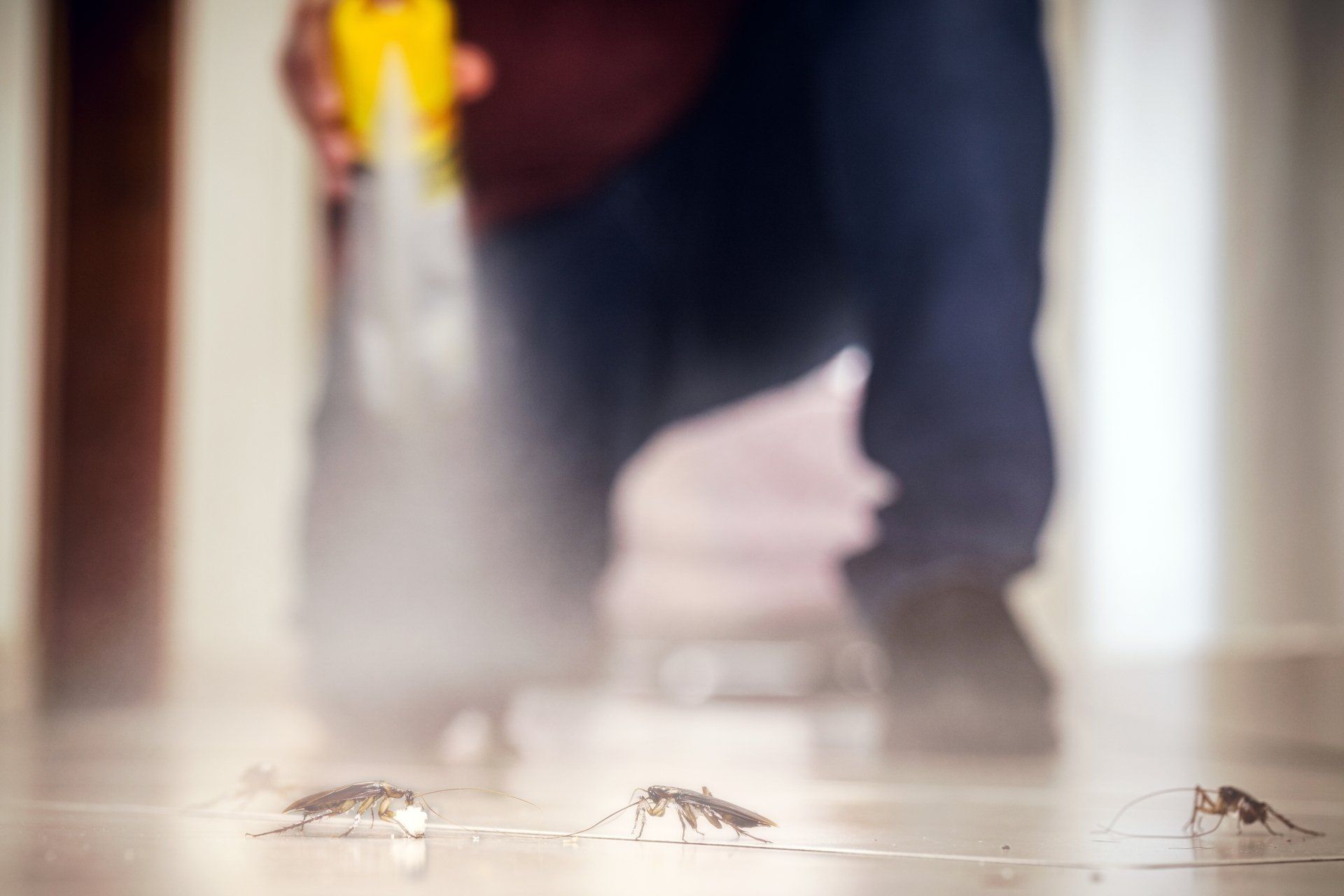 Une personne pulvérise des moustiques sur le sol avec un vaporisateur.
