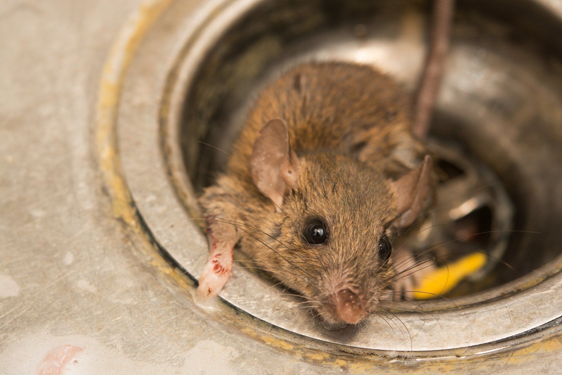 Une souris sort sa tête du drain d'un évier.