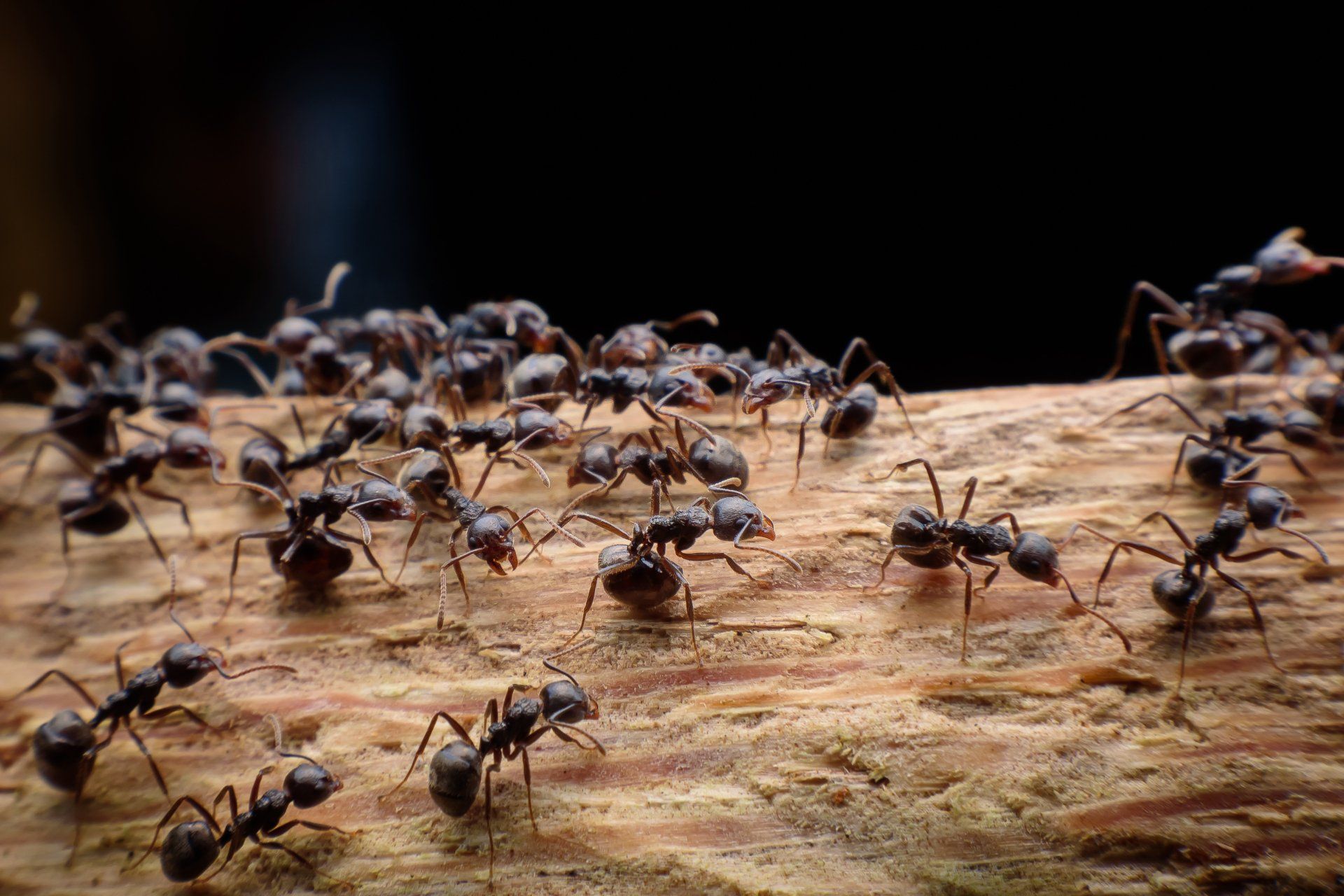 Un grand groupe de fourmis rampe sur un morceau de bois.