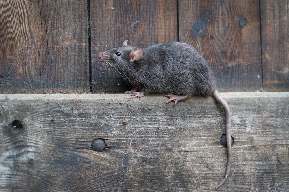 Un rat est assis sur une surface en bois.