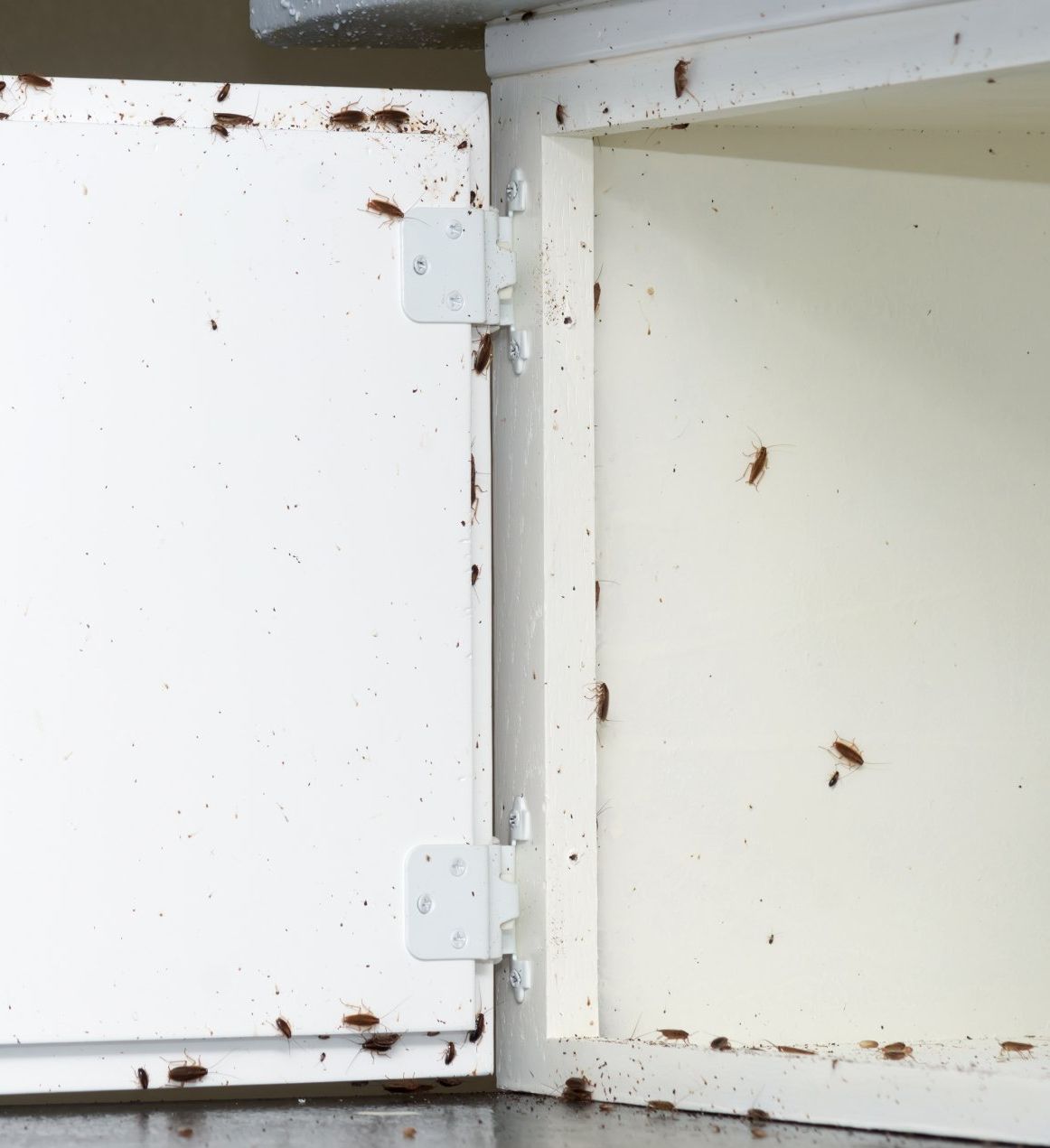 Guêpes jaunes et noires à l'entrée d'un nid sous une surface en bois