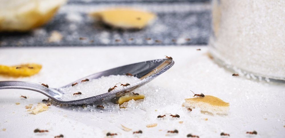 Une cuillère remplie de sucre et des fourmis sur une table.