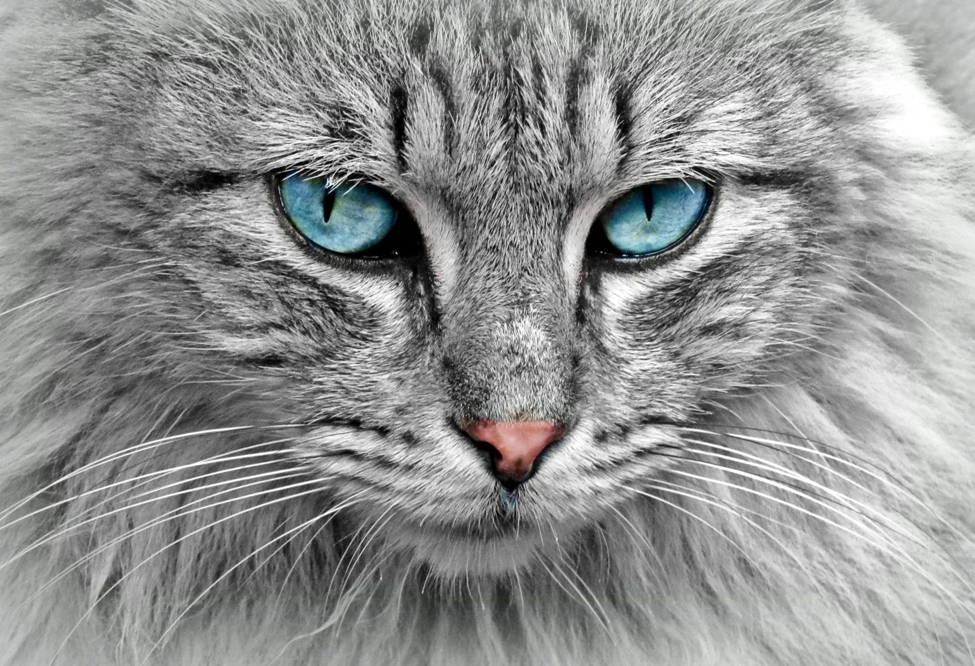 Un gros plan du visage d'un chat aux yeux bleus.