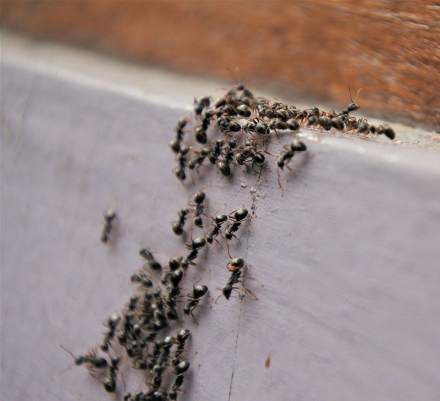 Un groupe de fourmis rampe sur un mur.