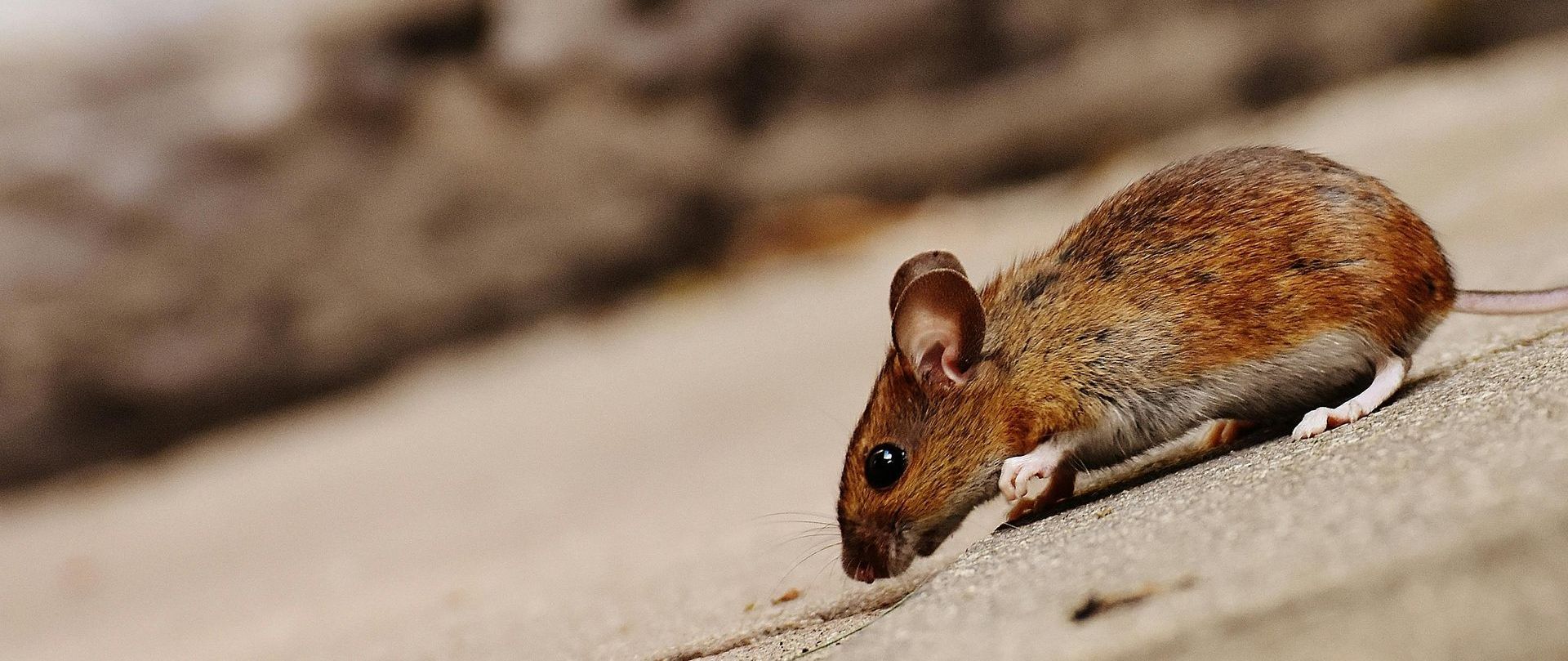 Une souris marche sur une surface en béton.