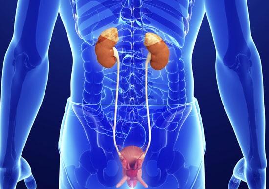 DR. ÓSCAR MANUEL SAUCEDO LUQUE - Cáncer de próstata, riñón, vejiga, pene