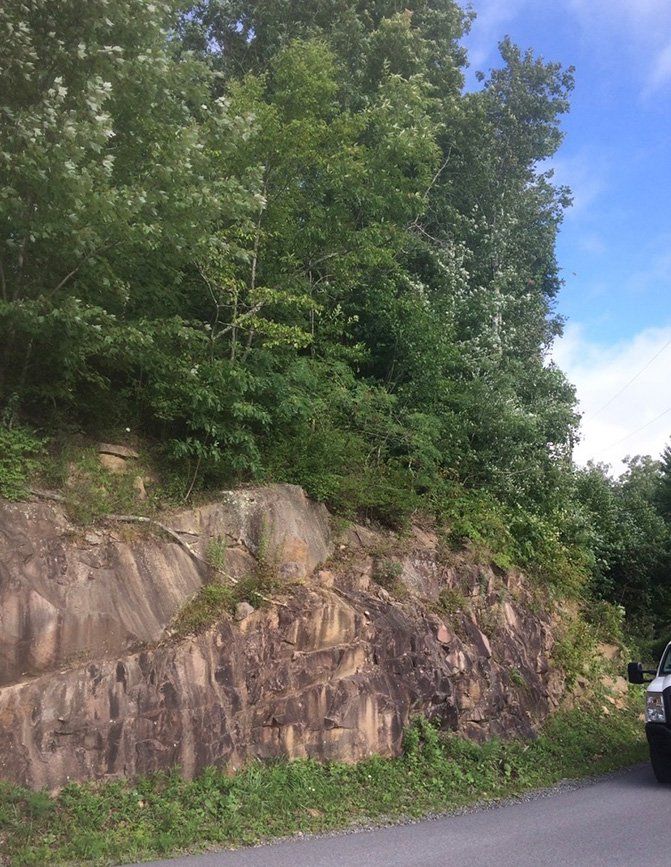 Large forest next to road — Daniels, WV — Mastiff Lawn & Tree Care