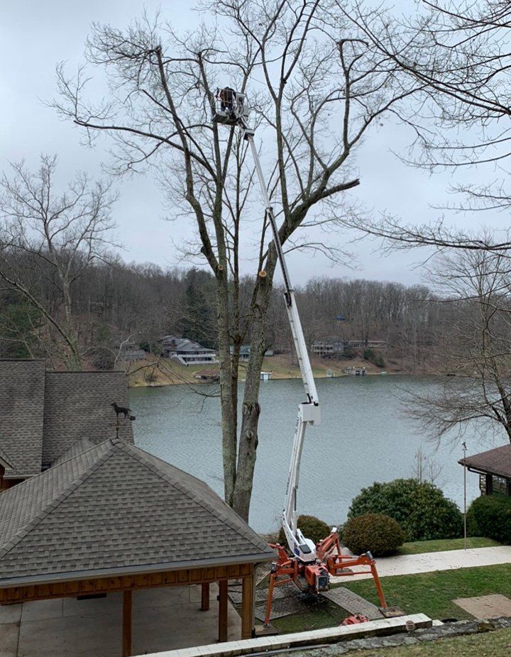 Aerial lift holding man working on tree with no leaves — Daniels, WV — Mastiff Lawn & Tree Care
