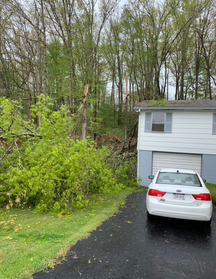 White car next to collapsed thin tree — Daniels, WV — Mastiff Lawn & Tree Care