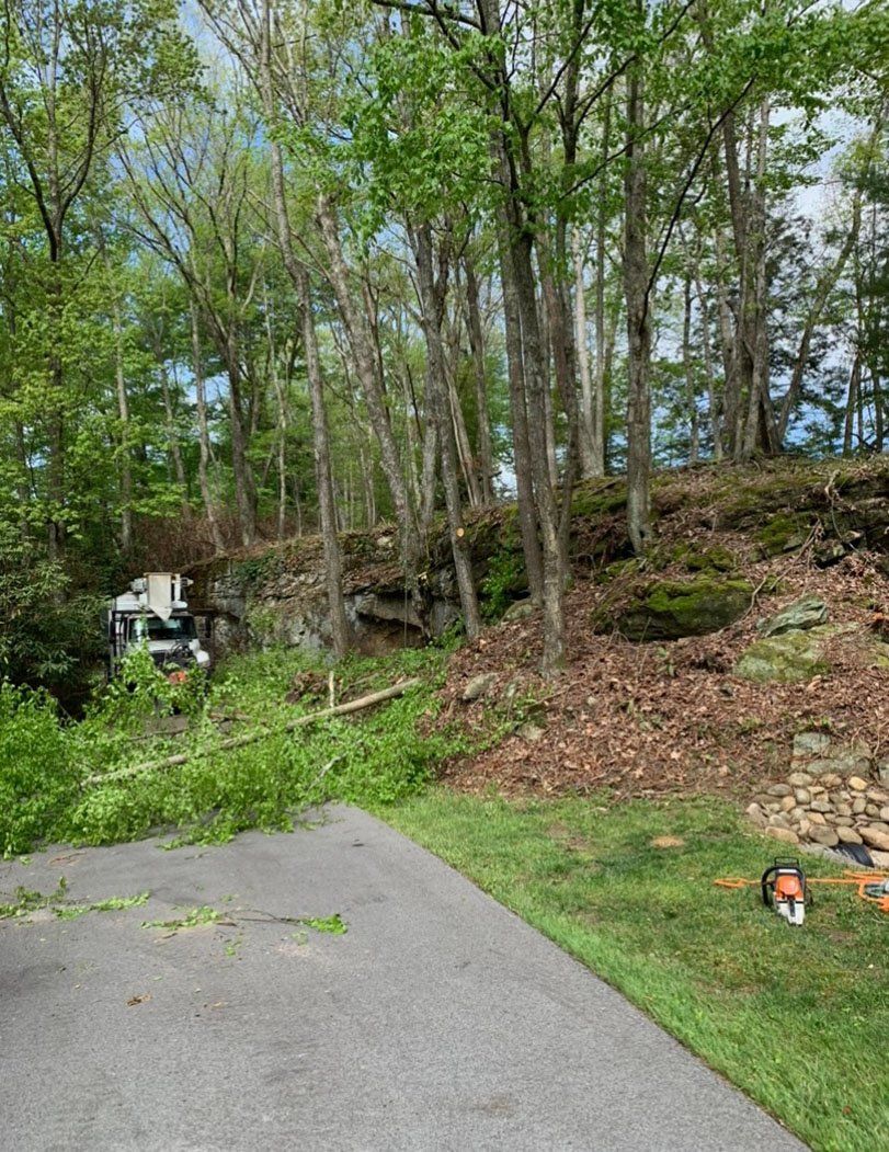 Thin cut down tree next to other trees — Daniels, WV — Mastiff Lawn & Tree Care