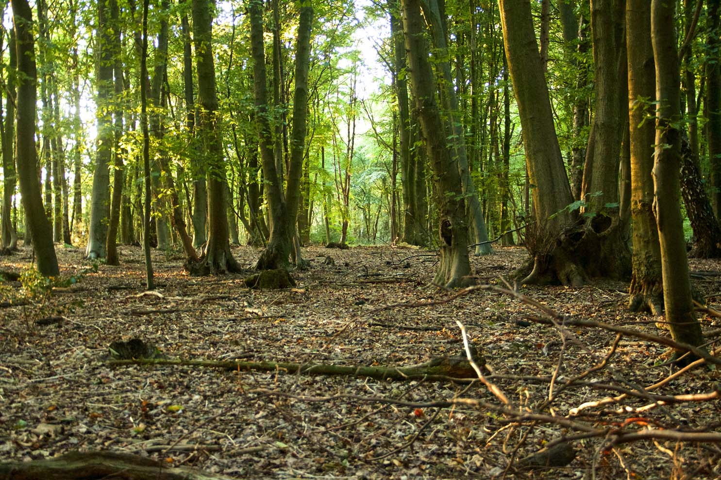 Large luscious forest — Daniels, WV — Mastiff Lawn & Tree Care