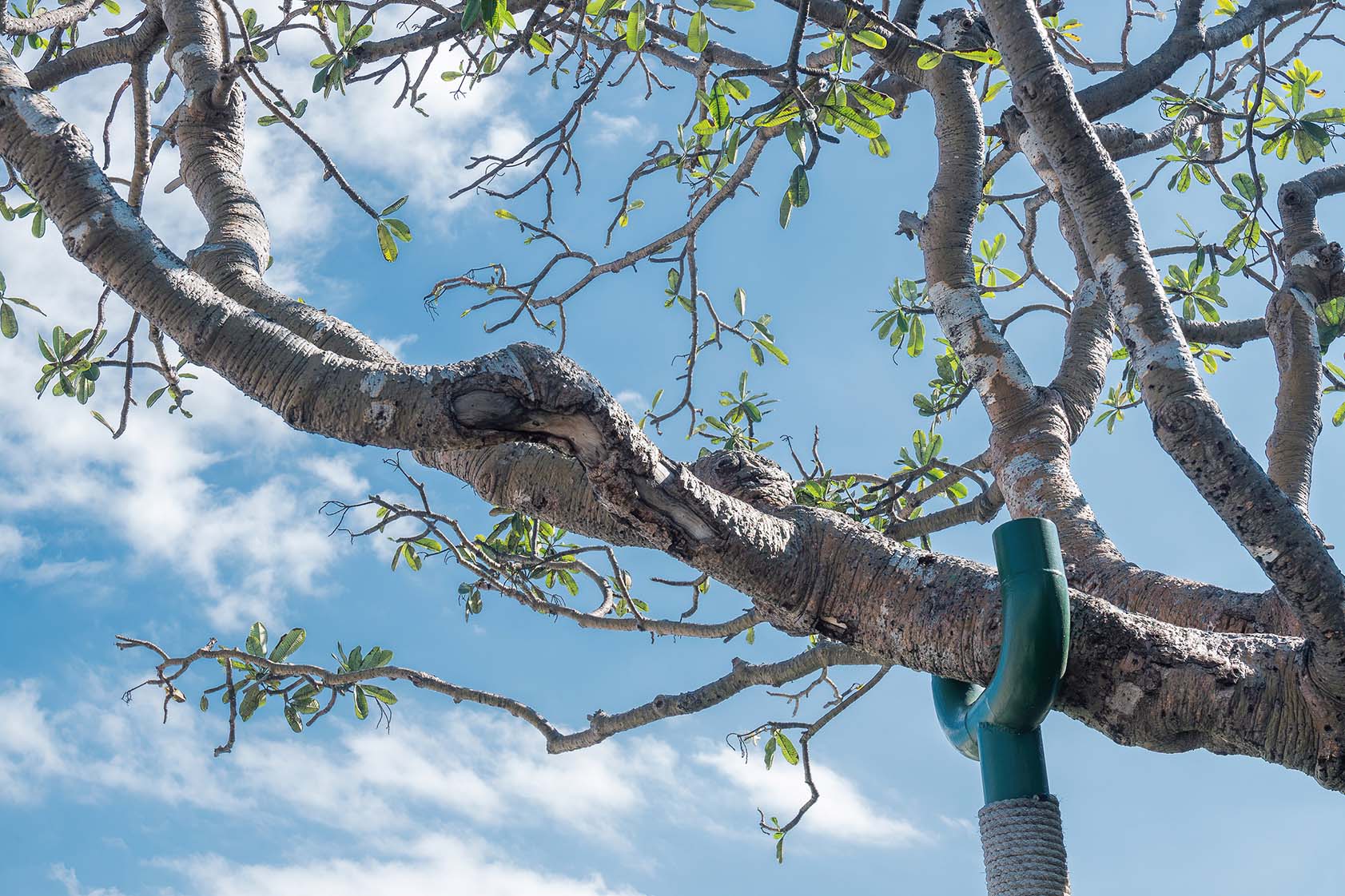 Device attached to bottom of tree branch — Daniels, WV — Mastiff Lawn & Tree Care