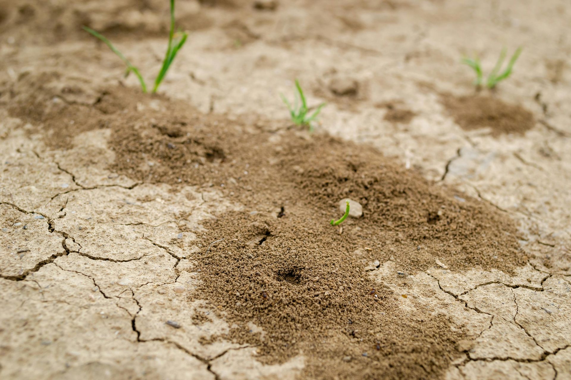 An ant nest just outside someone's home.