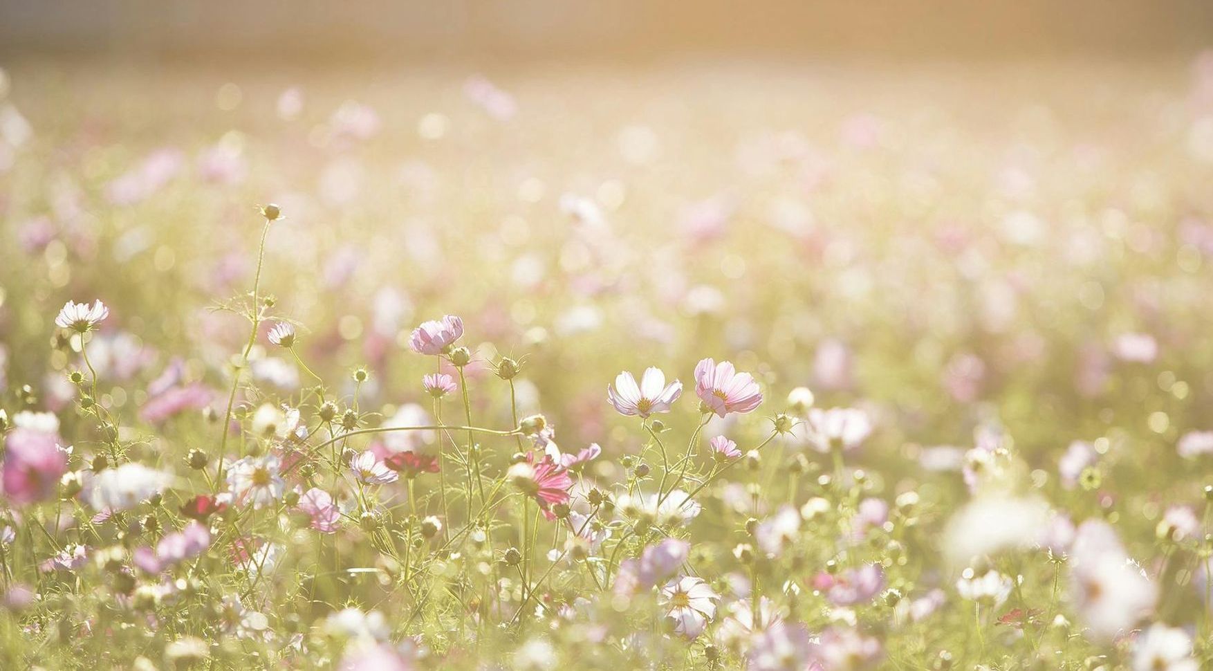A field of pink and white flowers blowing in the wind