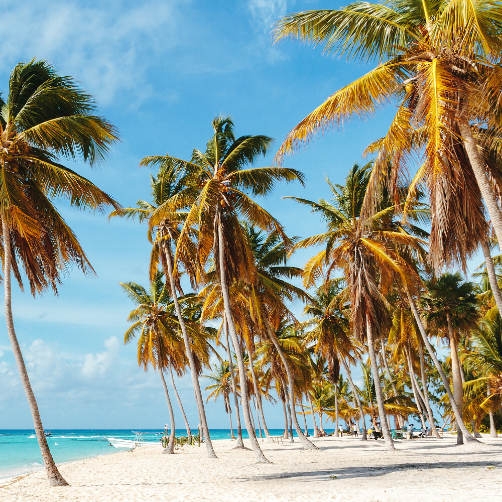Sunny tropical beach with palm trees, white sand, and turquoise ocean under a blue sky