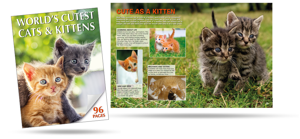 96 Cutest Cats and Kittens