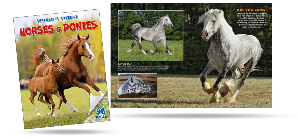 96 Cutest Horses and Ponies
