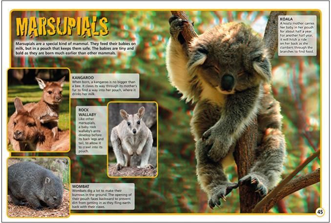 a picture of a koala bear sitting on a tree branch