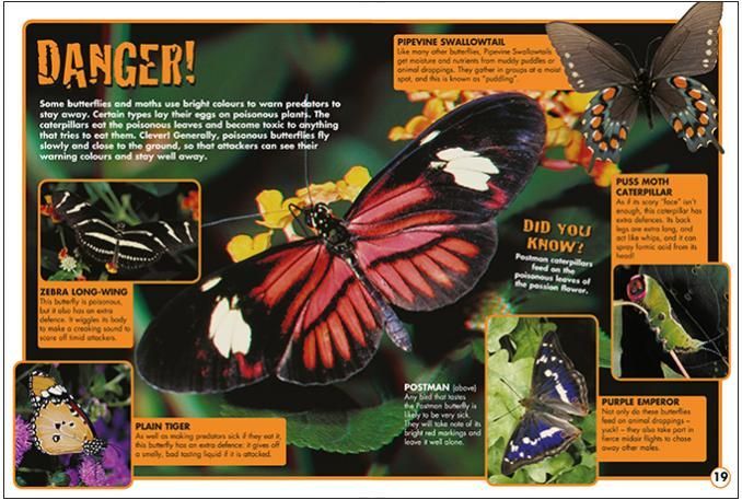 Butterflies and Moths