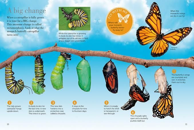 Butterfly Flying Stickers
