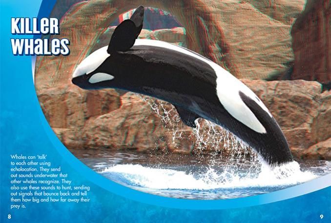 Dolphins and Whales