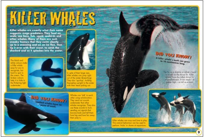 Dolphins and Whales
