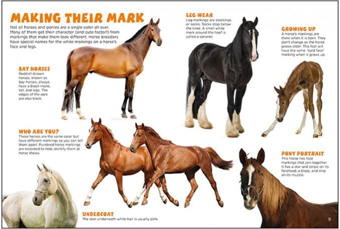 Horses and Ponies