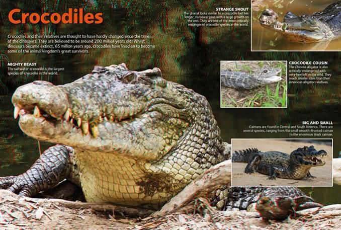 Reptiles and Amphibians in 3D