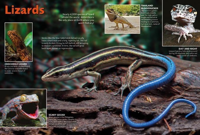 Reptiles and Amphibians in 3D